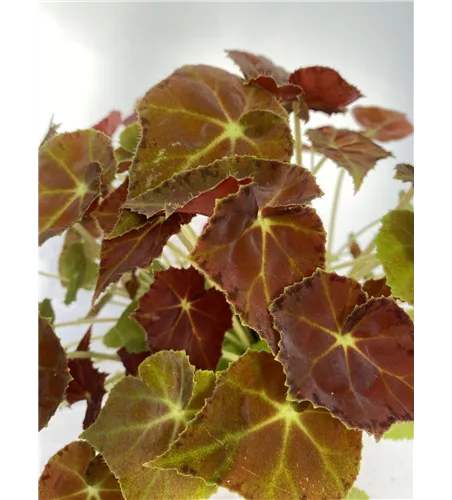 Begonia grün/ dunkel rotes Blatt 