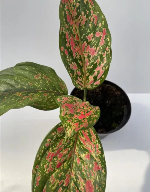 Aglaonema Venus