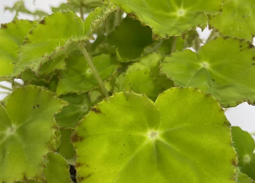 Blattbegonie mit grünem Blatt