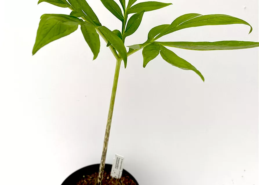 Amorphophallus mossambicensis