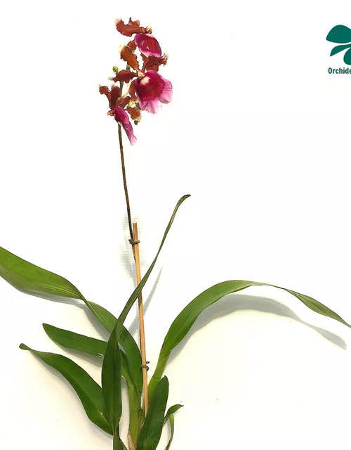 Oncidium fuscatum (Miltonia warscewiczii)