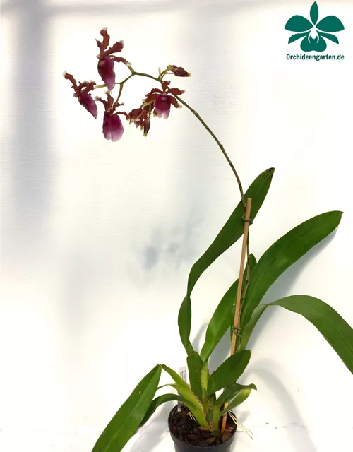 Oncidium fuscatum (Miltonia warscewiczii)