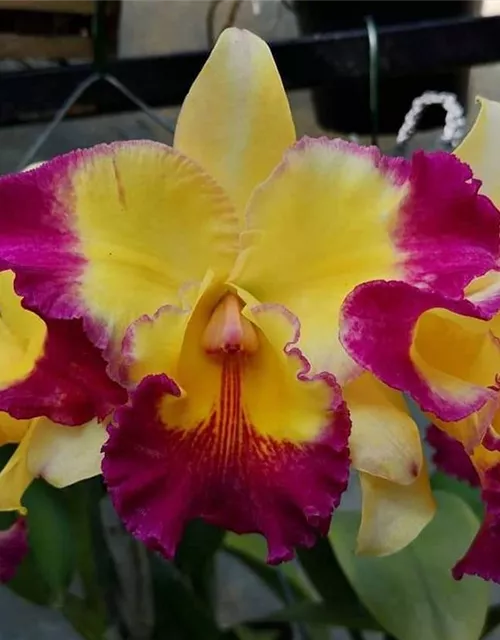 Rlc. Taiwan Fantasy 