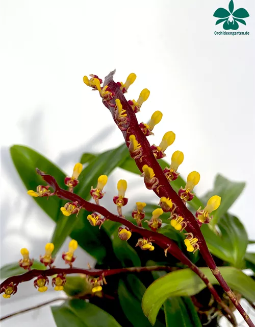 Bulbophyllum falcatum