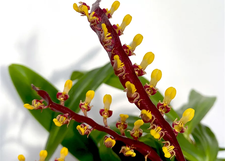 Bulbophyllum falcatum