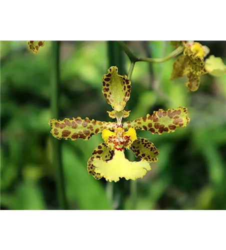 Oncidium (Trichocentrum) jonesianum x stacyi