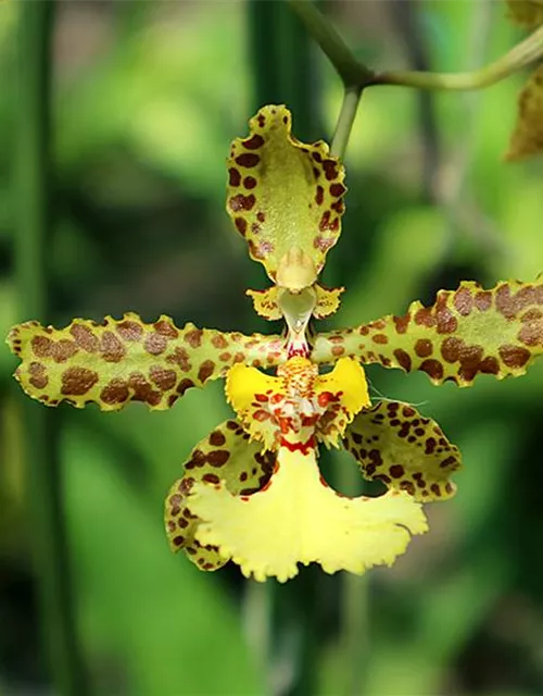 Oncidium (Trichocentrum) jonesianum x stacyi