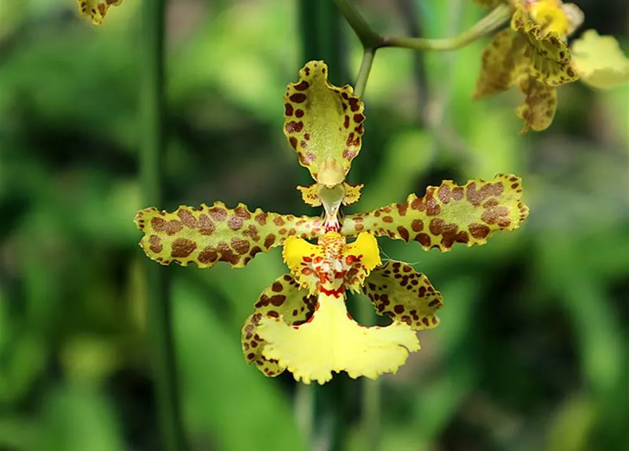 Oncidium (Trichocentrum) jonesianum x stacyi