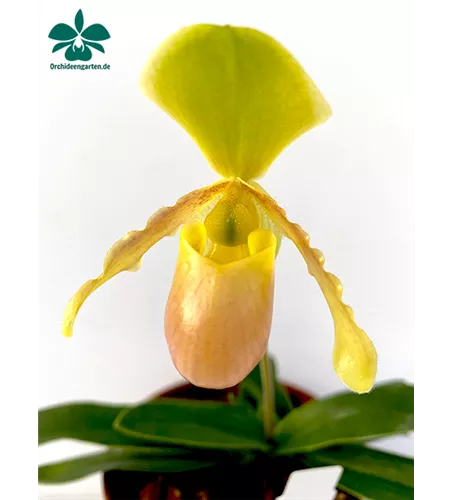 Paphiopedilum helenae Hybride