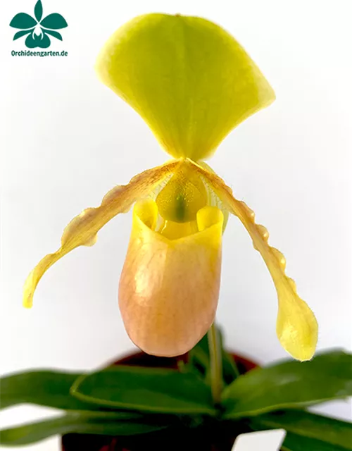 Paphiopedilum helenae Hybride