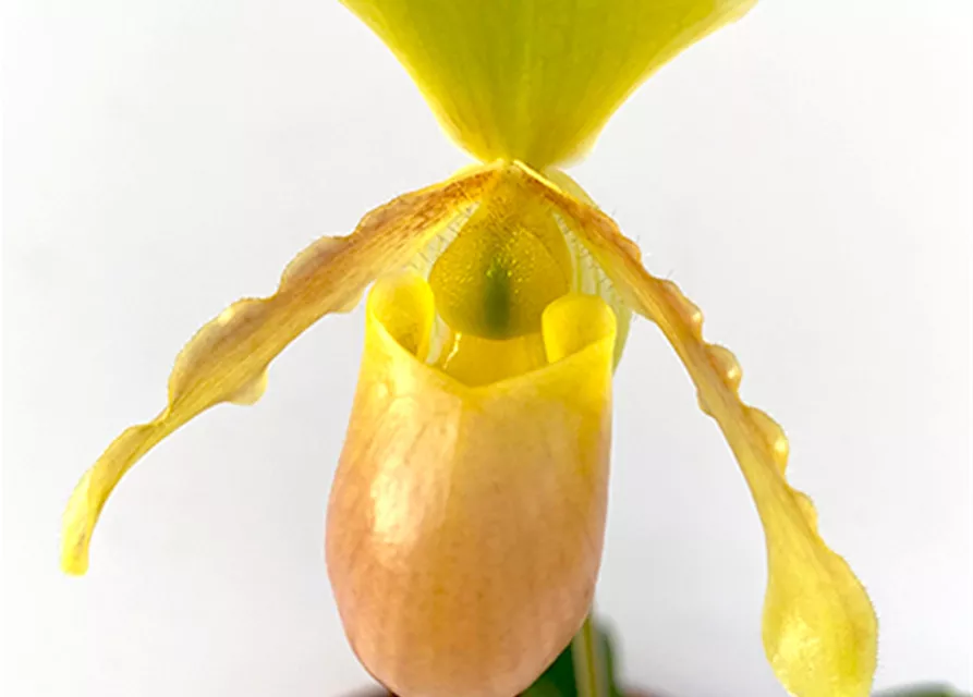 Paphiopedilum helenae Hybride