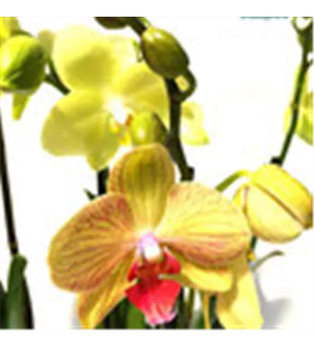 Phalaenopsis Hybride Überraschungsorchidee gelb und ähnliche