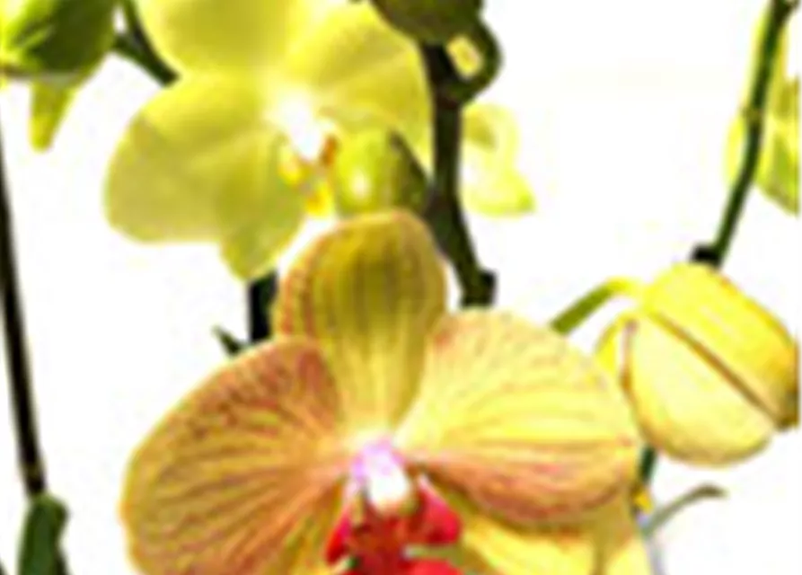 Phalaenopsis Hybride Überraschungsorchidee gelb und ähnliche