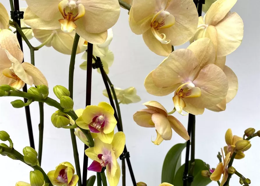 Phalaenopsis Hybride Überraschungsorchidee gelb und ähnliche