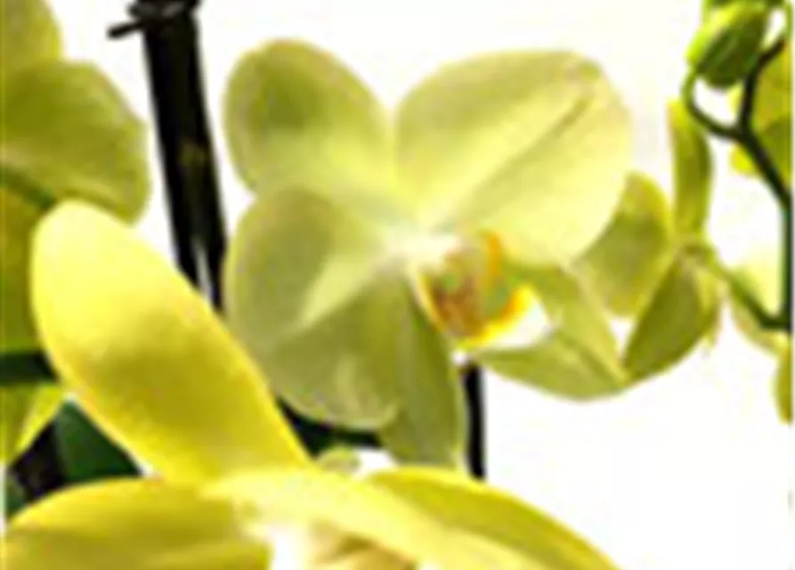 Phalaenopsis Hybride Überraschungsorchidee gelb und ähnliche