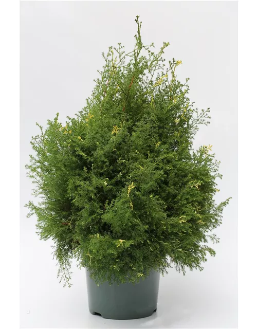 Chamaecyparis obtusa 'Safton Spray'