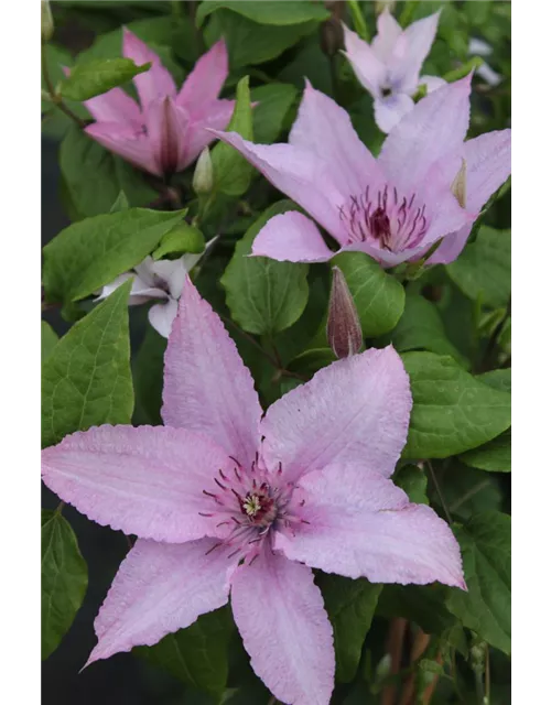 Clematis hybrida 'Hagley Hybrid'