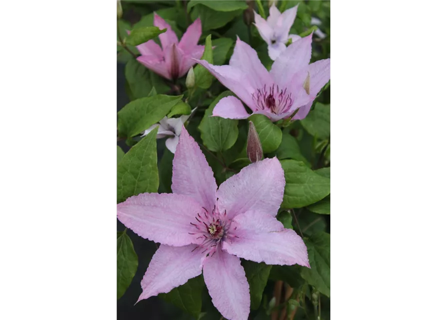 Clematis hybrida 'Hagley Hybrid'