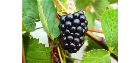 Rubus fruticosus 'Navaho Summerlong'®