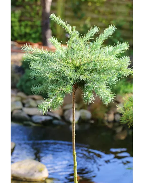 Blaue Zwerglärche 'Blue Dwarf'