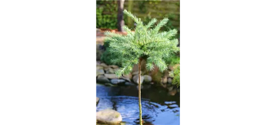 Blaue Zwerglärche 'Blue Dwarf'