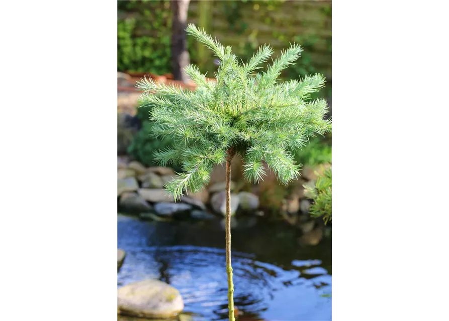 Blaue Zwerglärche 'Blue Dwarf'