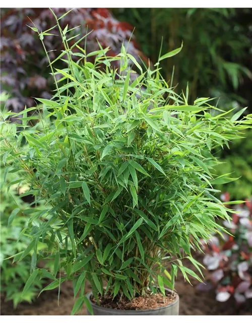 Fargesia murielae 'Early Green'