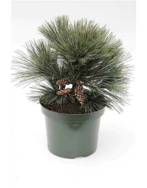 R Pinus strobus 'Secrest'