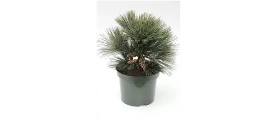 R Pinus strobus 'Secrest'