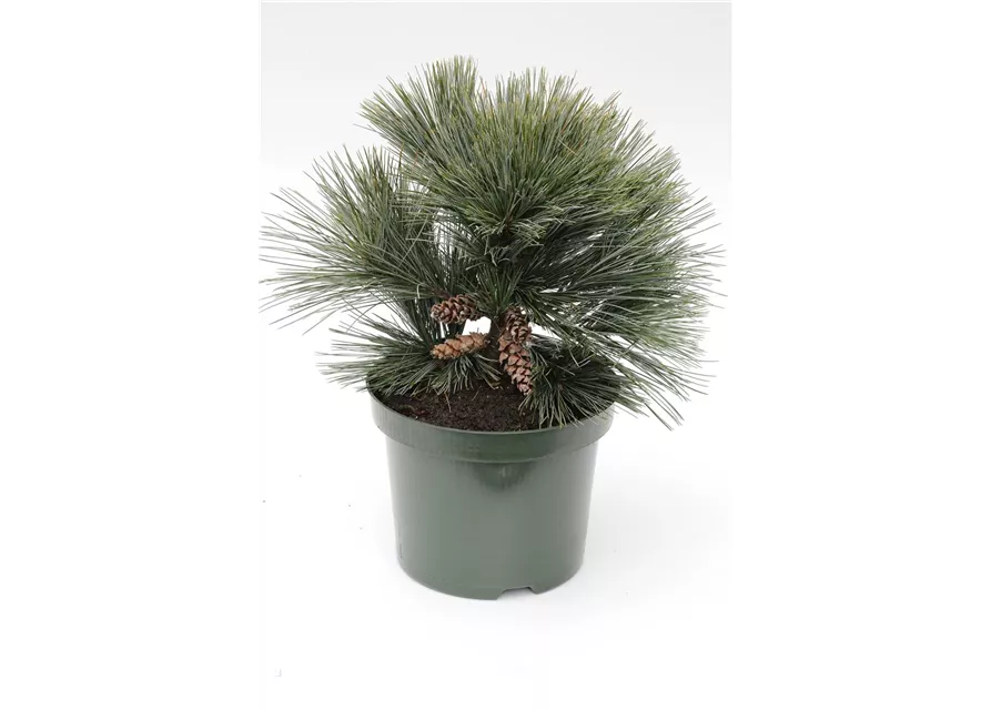 R Pinus strobus 'Secrest'