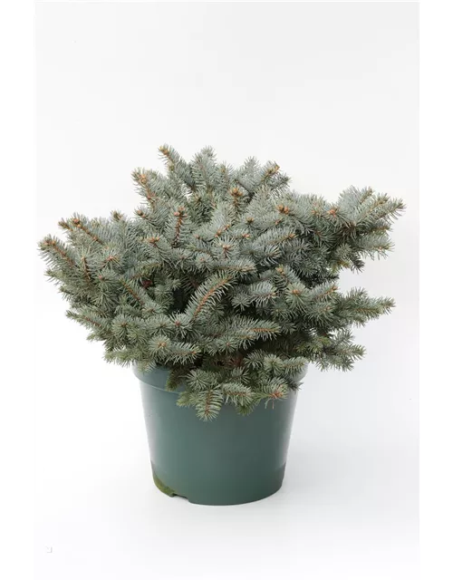 Kleine Blaufichte 'Glauca Globosa'