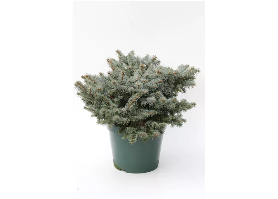 Kleine Blaufichte 'Glauca Globosa'