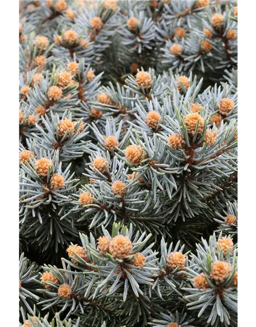 Kleine Blaufichte 'Glauca Globosa'