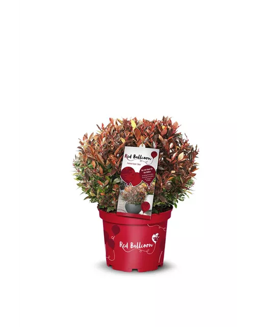 Photinia fraseri 'Red Ballcoon'®