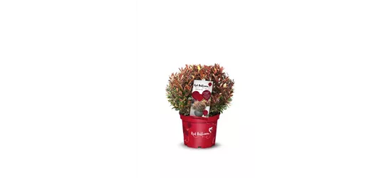 Photinia fraseri 'Red Ballcoon'®