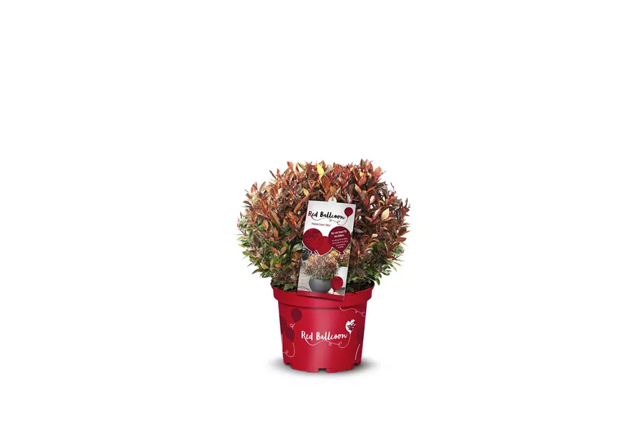 Photinia fraseri 'Red Ballcoon'®