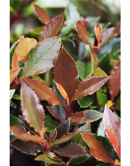 Photinia fraseri 'Red Ballcoon'®