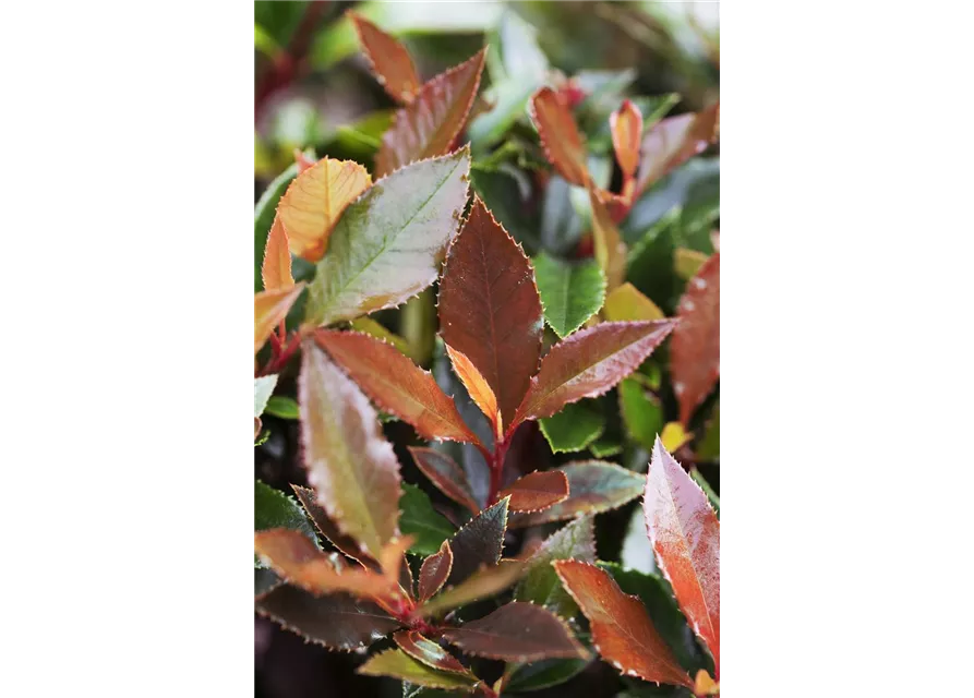 Photinia fraseri 'Red Ballcoon'®