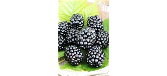 Rubus fruticosus 'Triple Crown'®