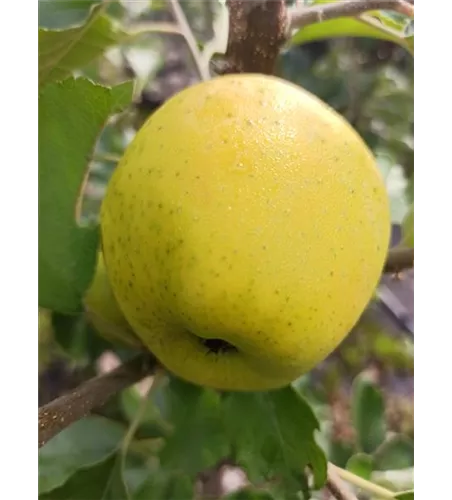 Apfel 'Ananasrenette'