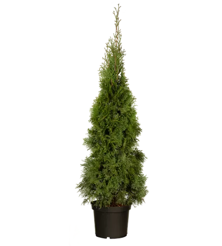 Thuja occidentalis 'Smaragd'