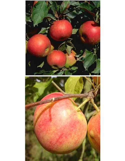 Apfel DUO 'Idared/Geheimrat Oldenburg'