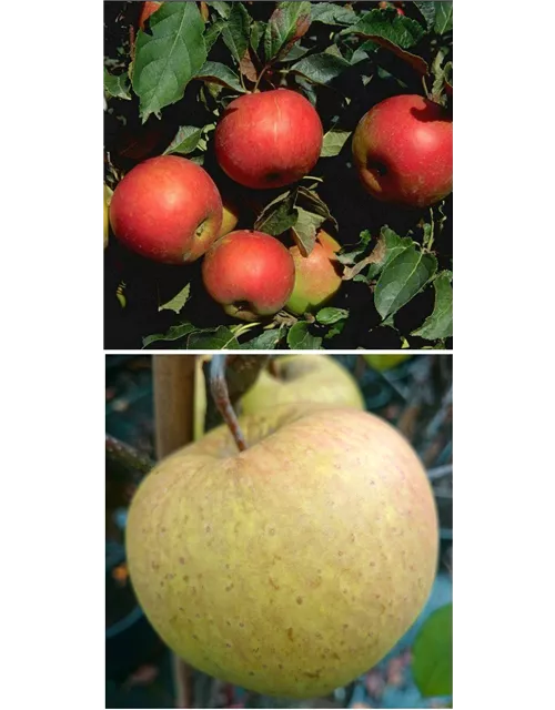 Apfel DUO 'Idared/Gehrers Rambur'