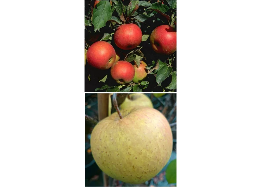 Apfel DUO 'Idared/Gehrers Rambur'