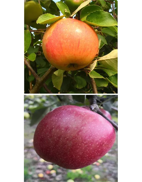 Apfel DUO 'James Grieve/Braeburn'