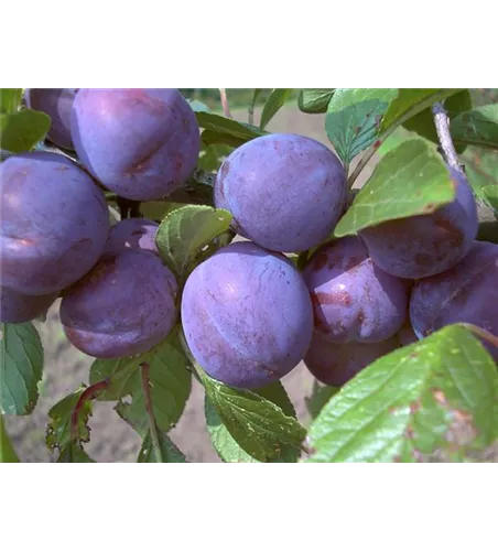 Zwetsche 'Wangenheims Frühzwetsche'