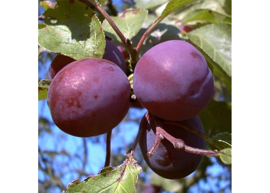 Pflaume 'Königin Viktoria'