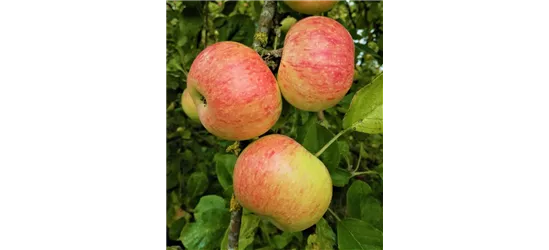 Apfel 'Dülmener Rosenapfel'