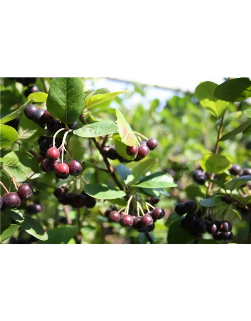 Schwarze Apfelbeere 'Nero'