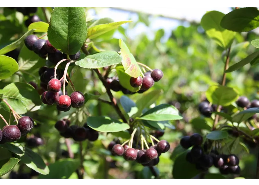 Schwarze Apfelbeere 'Nero'